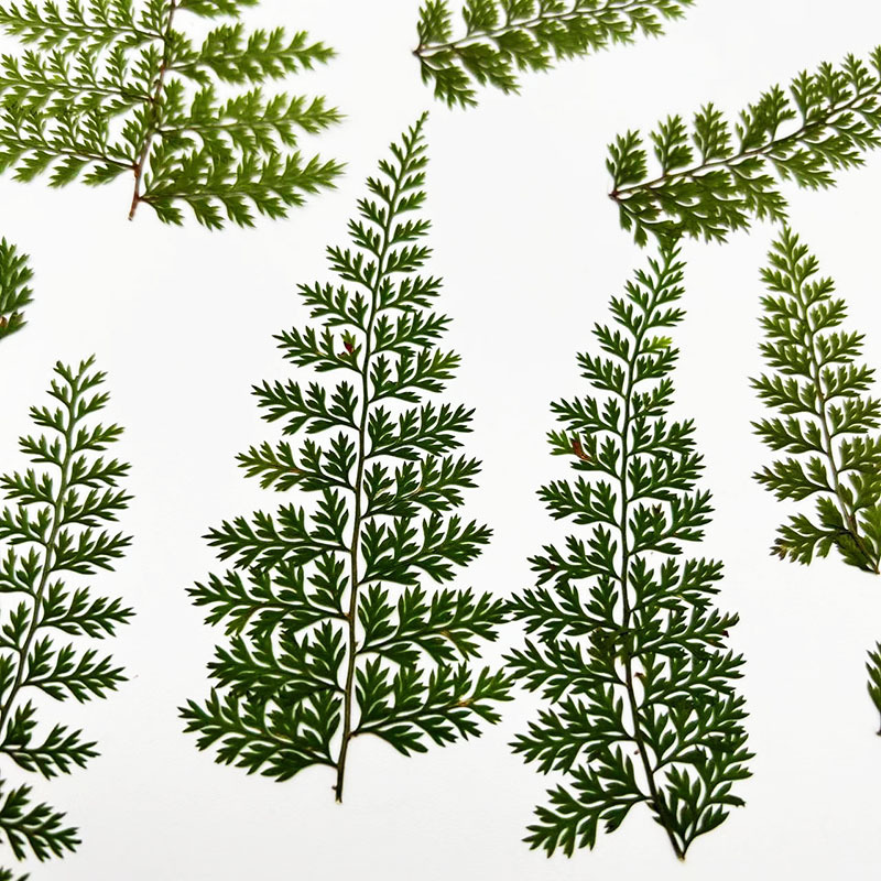 Resin Art Baby - 100 stuks natuurlijke regenfern blad specimens,
