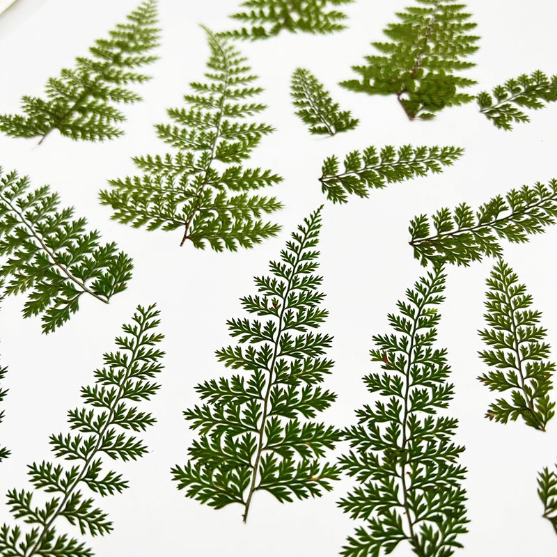 100 stuks natuurlijke regenfer - Resin Art Baby recensie en prijs