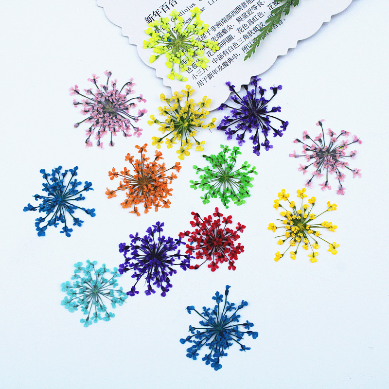 500 stuks Kantbloemen Gedroogd - Resin Art Baby recensie en prijs